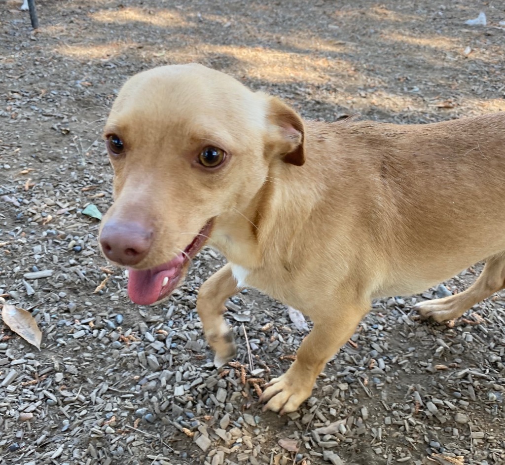 HOPPER, an adoptable Terrier, Chihuahua in Lemoore, CA, 93245 | Photo Image 2