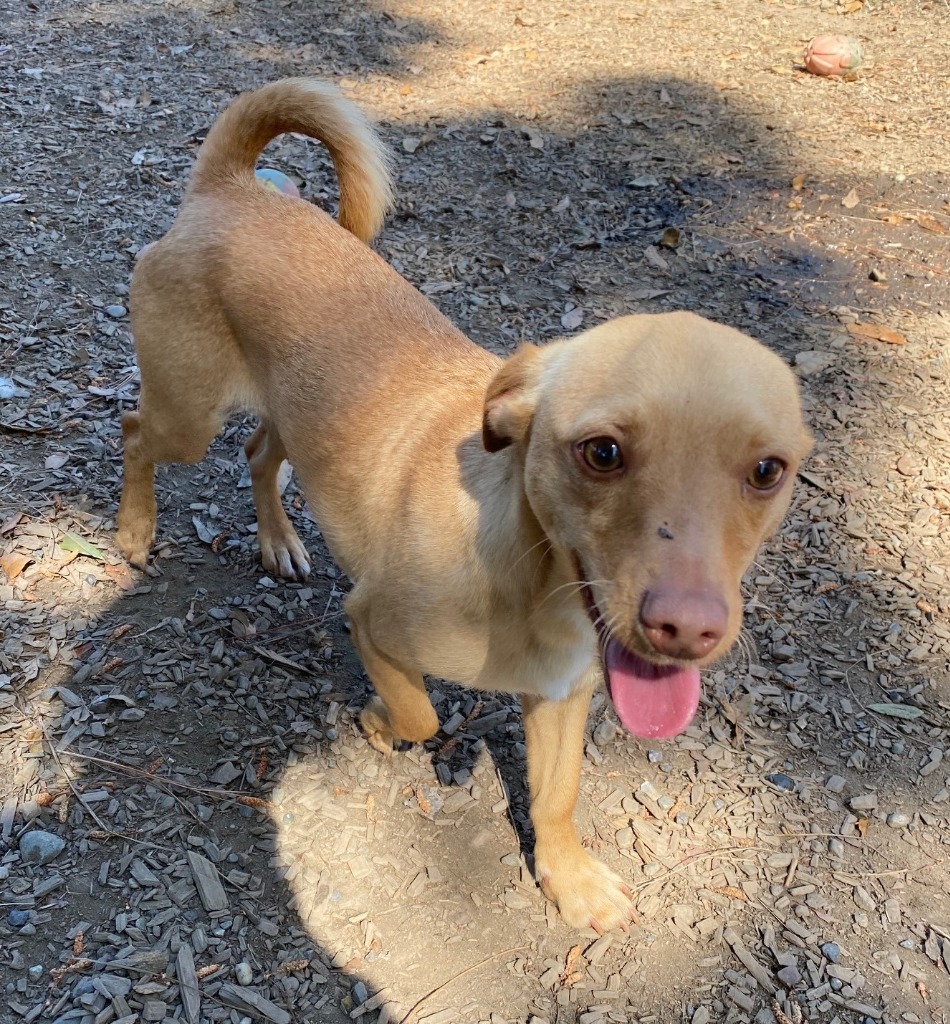 HOPPER, an adoptable Terrier, Chihuahua in Lemoore, CA, 93245 | Photo Image 3
