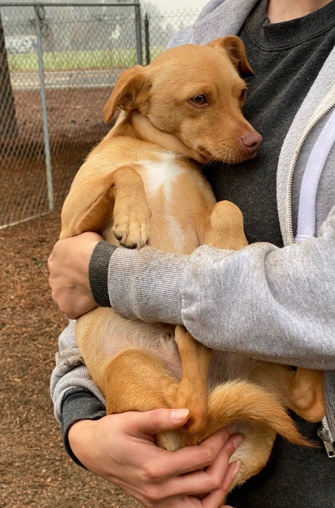 HOPPER, an adoptable Terrier, Chihuahua in Lemoore, CA, 93245 | Photo Image 4