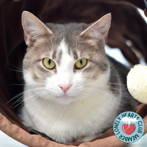 Pippa, an adoptable Domestic Short Hair in Lakewood, CO, 80214 | Photo Image 1