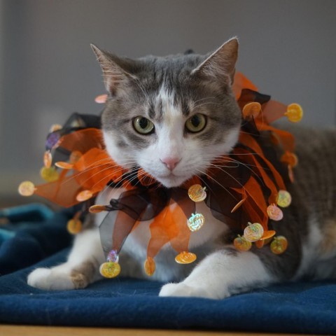 Pippa, an adoptable Domestic Short Hair in Lakewood, CO, 80214 | Photo Image 2