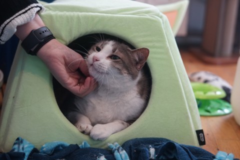 Pippa, an adoptable Domestic Short Hair in Lakewood, CO, 80214 | Photo Image 3