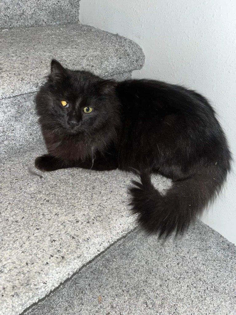 Lucky, an adoptable Domestic Long Hair in Grand Rapids, MN, 55744 | Photo Image 1