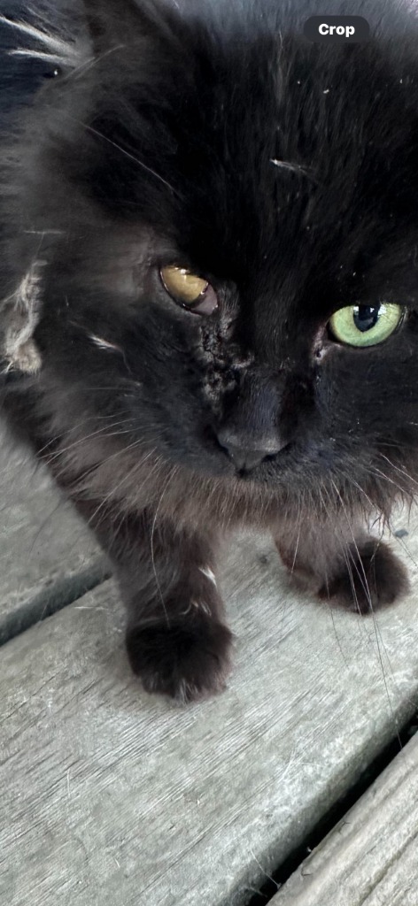 Lucky, an adoptable Domestic Long Hair in Grand Rapids, MN, 55744 | Photo Image 2