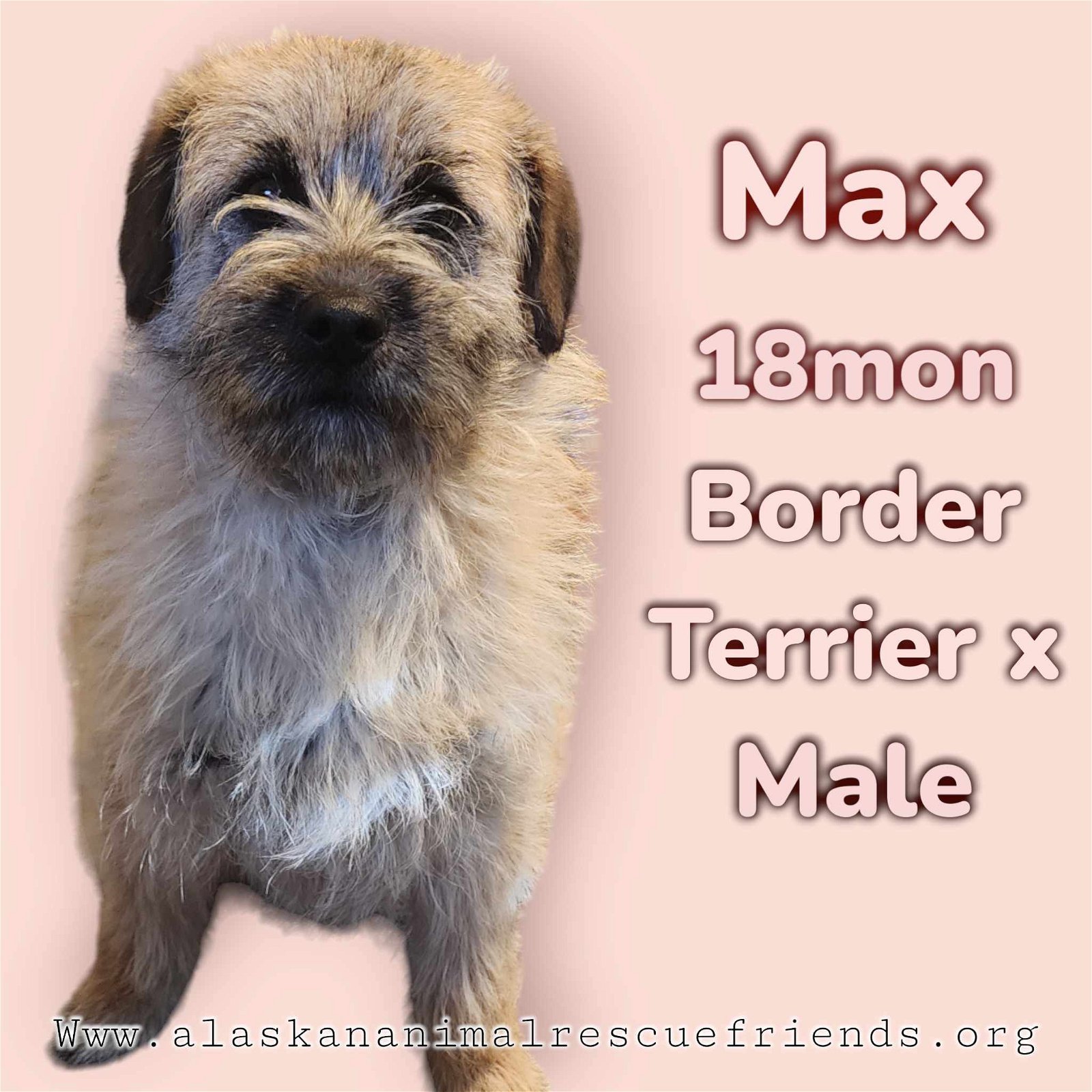 Max, an adoptable Border Terrier in Anchorage, AK, 99503 | Photo Image 1