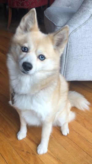 Zoe born 12252015 is 8 years old and 15 pounds She is a Pomsky - a mix of Husky and