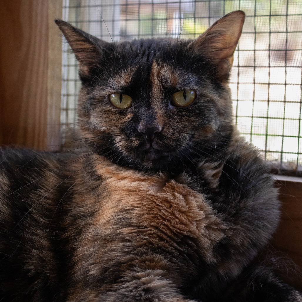 Ozma, an adoptable Domestic Short Hair in Brighton, MO, 65617 | Photo Image 1