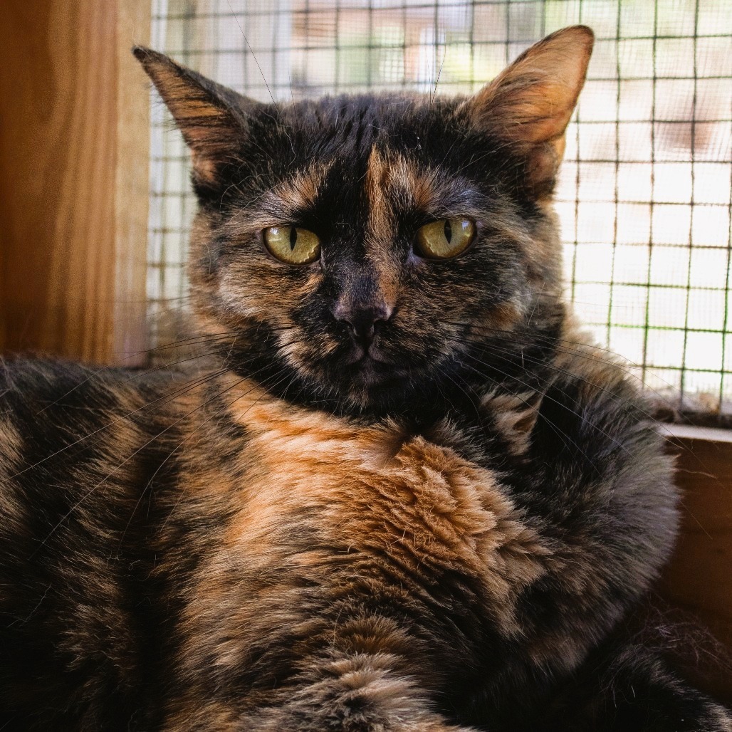 Ozma, an adoptable Domestic Short Hair in Brighton, MO, 65617 | Photo Image 1