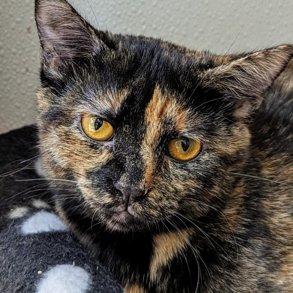 Ozma, an adoptable Domestic Short Hair in Brighton, MO, 65617 | Photo Image 2