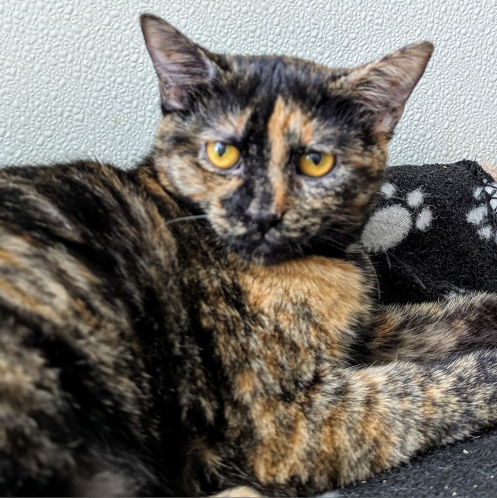 Ozma, an adoptable Domestic Short Hair in Brighton, MO, 65617 | Photo Image 3