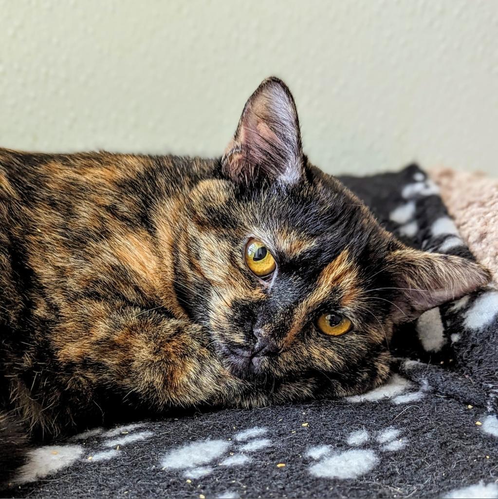 Ozma, an adoptable Domestic Short Hair in Brighton, MO, 65617 | Photo Image 4
