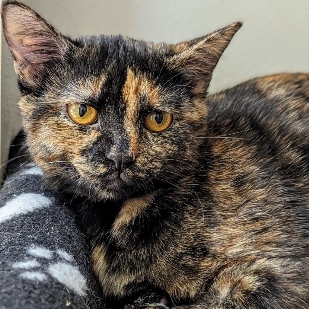 Ozma, an adoptable Domestic Short Hair in Brighton, MO, 65617 | Photo Image 4