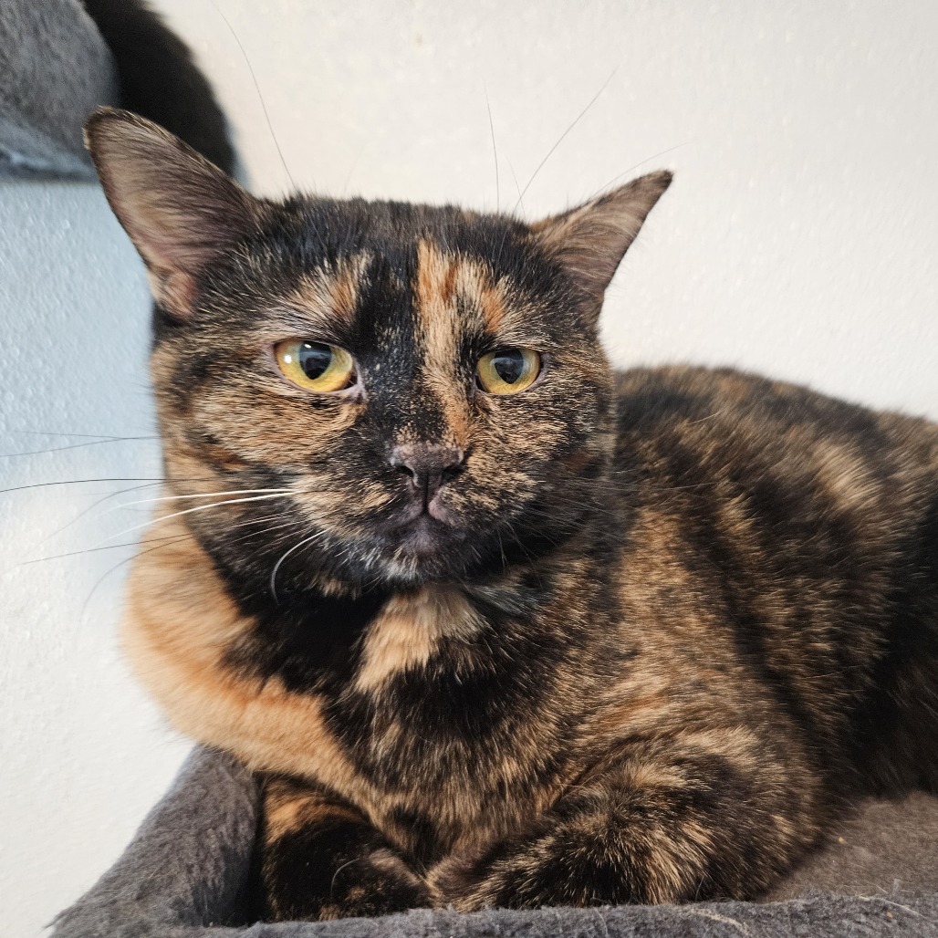 Ozma, an adoptable Domestic Short Hair in Brighton, MO, 65617 | Photo Image 5