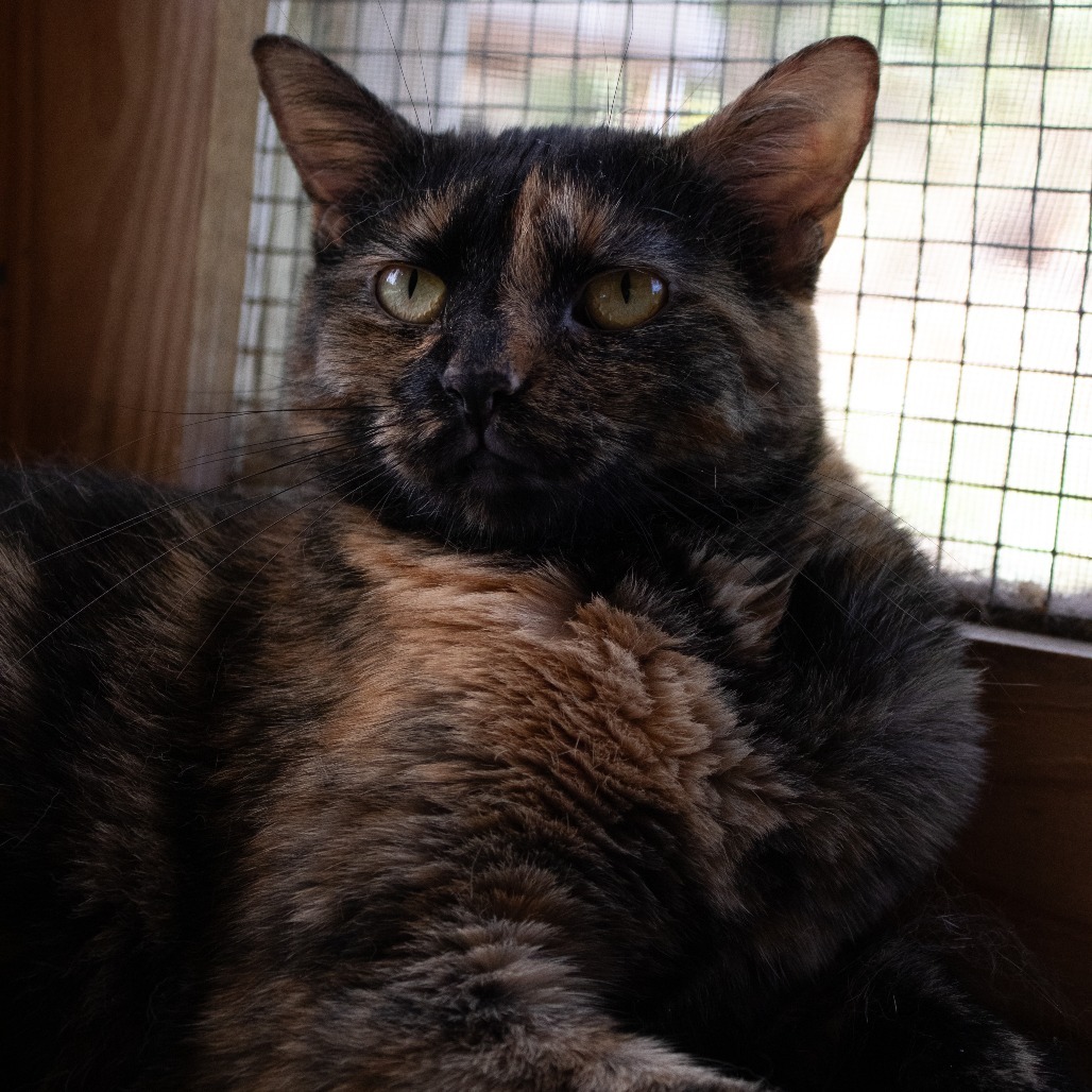 Ozma, an adoptable Domestic Short Hair in Brighton, MO, 65617 | Photo Image 5