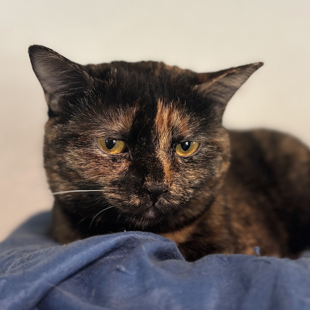 Ozma, an adoptable Domestic Short Hair in Brighton, MO, 65617 | Photo Image 6