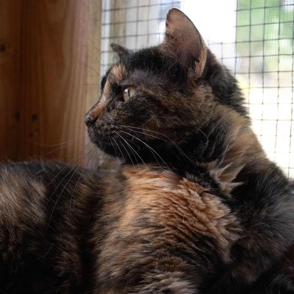 Ozma, an adoptable Domestic Short Hair in Brighton, MO, 65617 | Photo Image 6