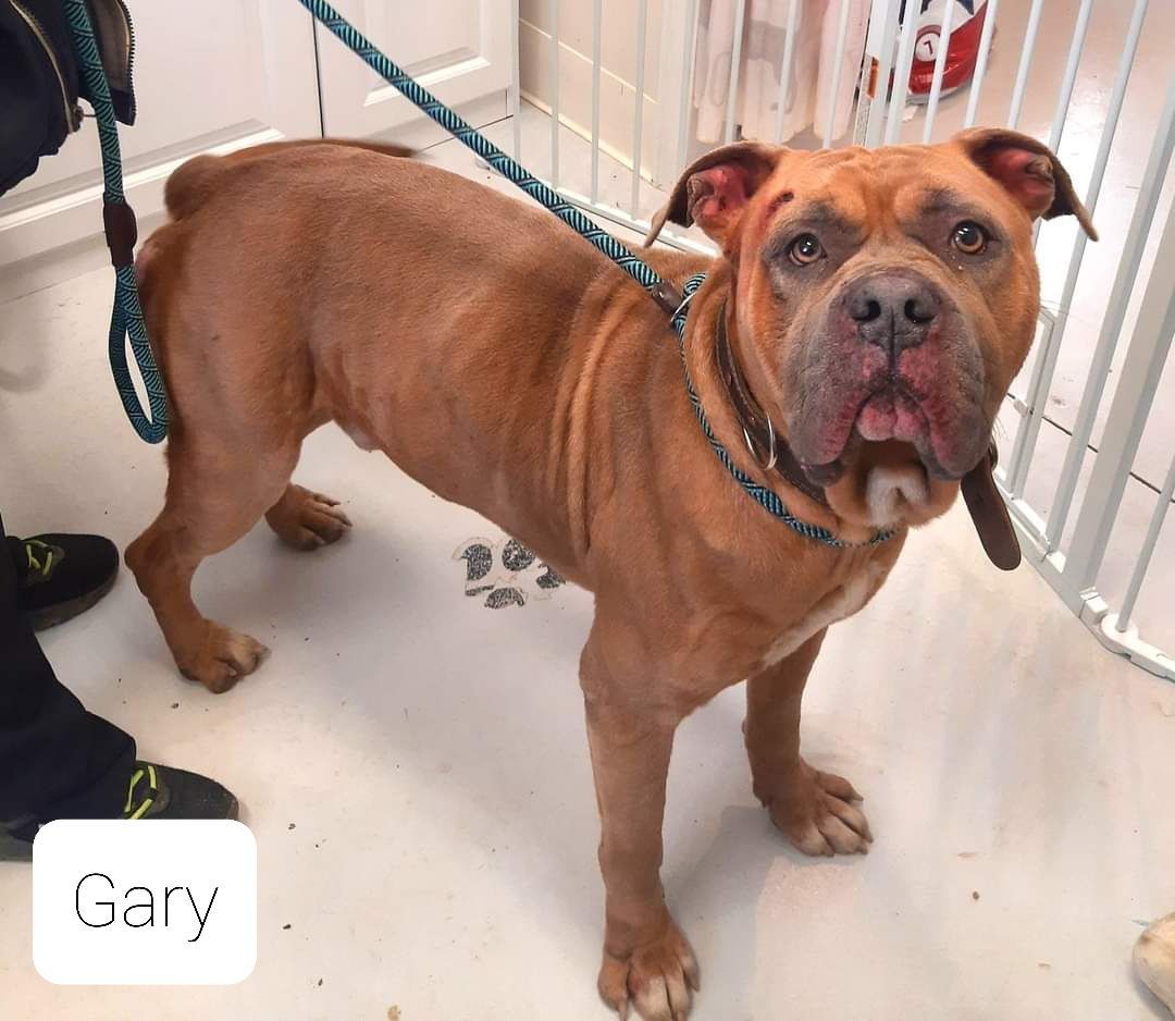 Gary, an adoptable Bullmastiff in Mount Gilead, OH, 43338 | Photo Image 1