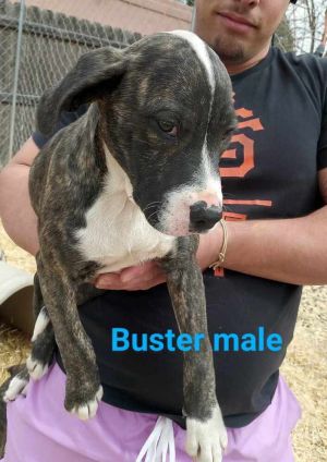 Buster is approx 4m old as of April 12 and was saved along with his siblings from euthansia in a