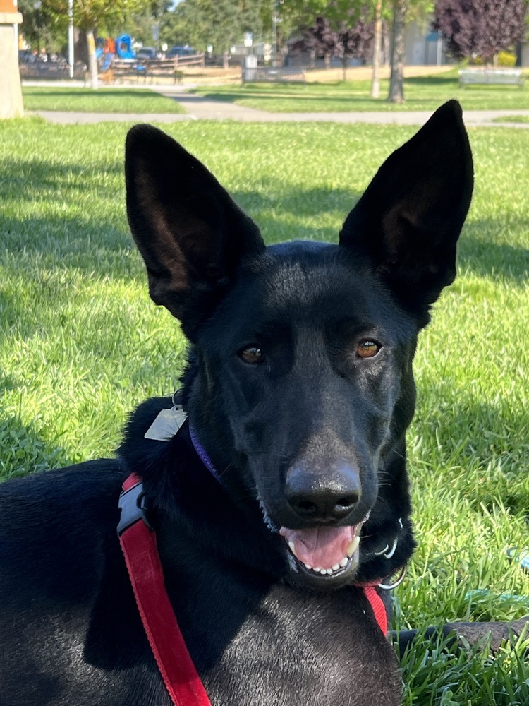 Dog for adoption - Ari, a German Shepherd Dog & Doberman Pinscher Mix ...