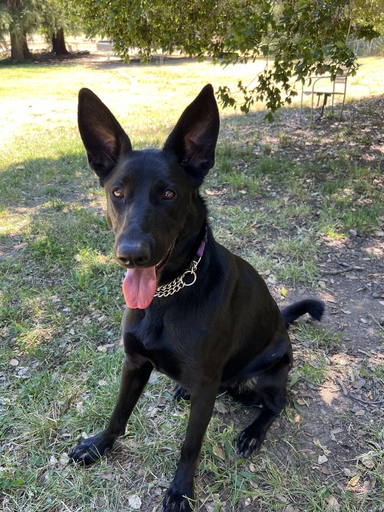 Ari, an adoptable German Shepherd Dog, Doberman Pinscher in Fulton, CA, 95439 | Photo Image 2