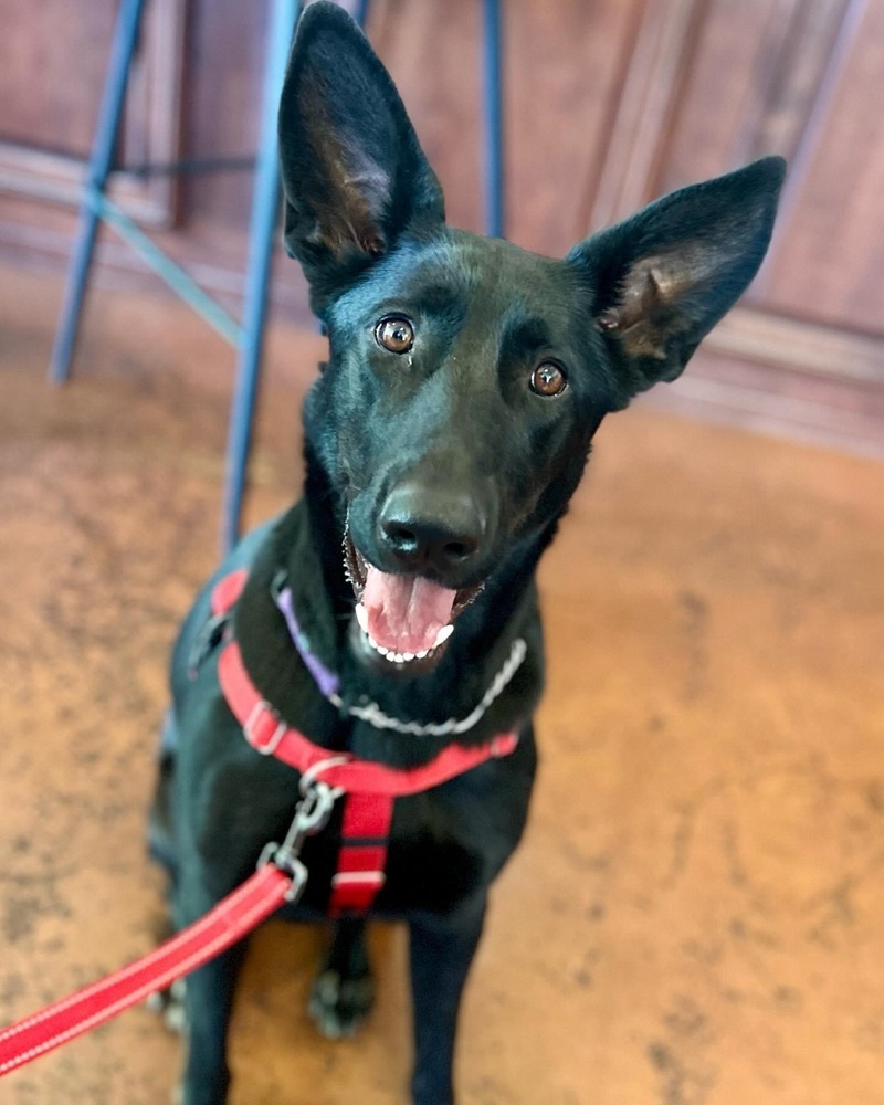 Ari, an adoptable German Shepherd Dog, Doberman Pinscher in Fulton, CA, 95439 | Photo Image 3