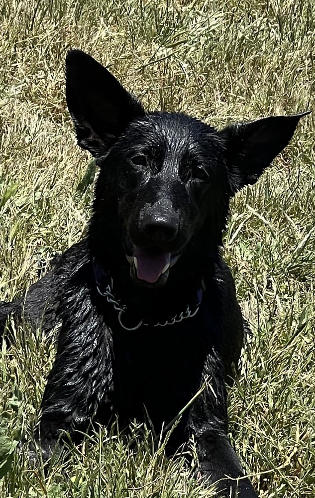 Ari, an adoptable German Shepherd Dog, Doberman Pinscher in Fulton, CA, 95439 | Photo Image 4