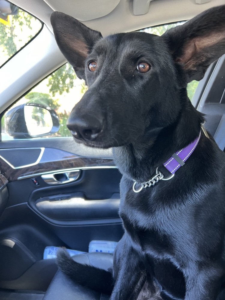 Ari, an adoptable German Shepherd Dog, Doberman Pinscher in Fulton, CA, 95439 | Photo Image 5