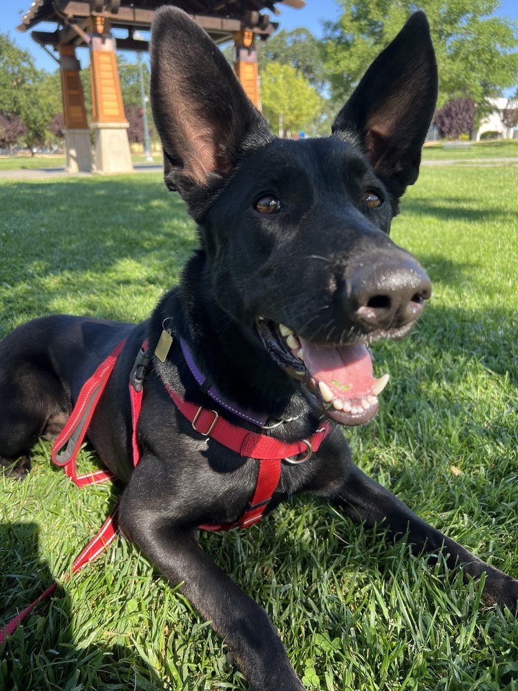 Ari, an adoptable German Shepherd Dog, Doberman Pinscher in Fulton, CA, 95439 | Photo Image 6