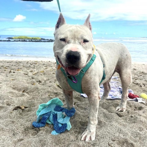 Rocky, an adoptable Mixed Breed in Kailua Kona, HI, 96740 | Photo Image 1