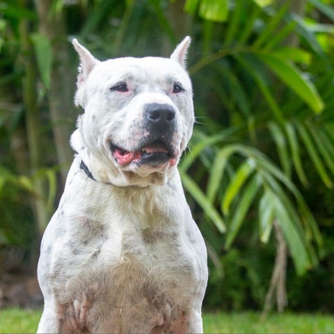 Rocky, an adoptable Mixed Breed in Kailua Kona, HI, 96740 | Photo Image 3