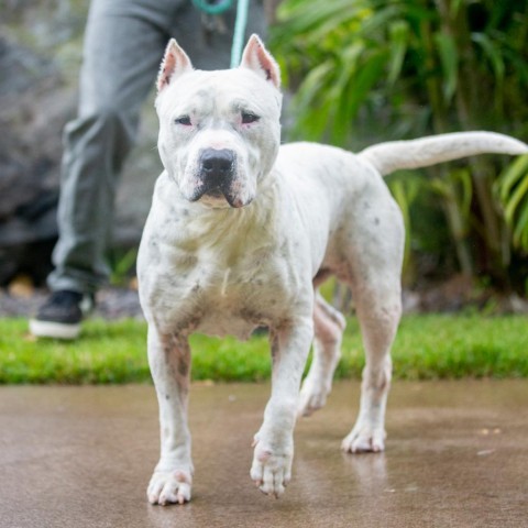 Rocky, an adoptable Mixed Breed in Kailua Kona, HI, 96740 | Photo Image 4