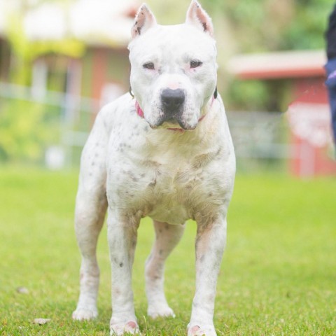 Rocky, an adoptable Mixed Breed in Kailua Kona, HI, 96740 | Photo Image 5