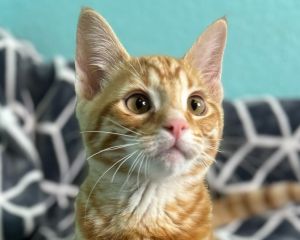 Linus Domestic Short Hair Cat