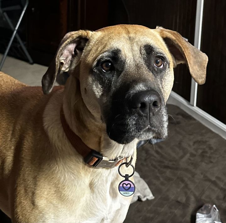 Dog for adoption - Lainey Mae, a Black Mouth Cur & Mastiff Mix in ...