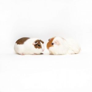 Introducing Pepsi and Cola This delightful pair of guinea pigs is ready to bring double the joy to 