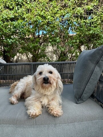 Cookie, an adoptable Havanese, Poodle in Van Nuys, CA, 91405 | Photo Image 2