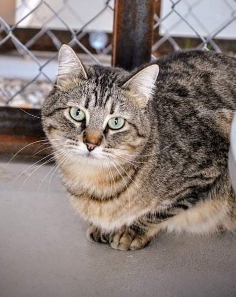 Max, an adoptable Domestic Short Hair in Ogden, UT, 84409 | Photo Image 1