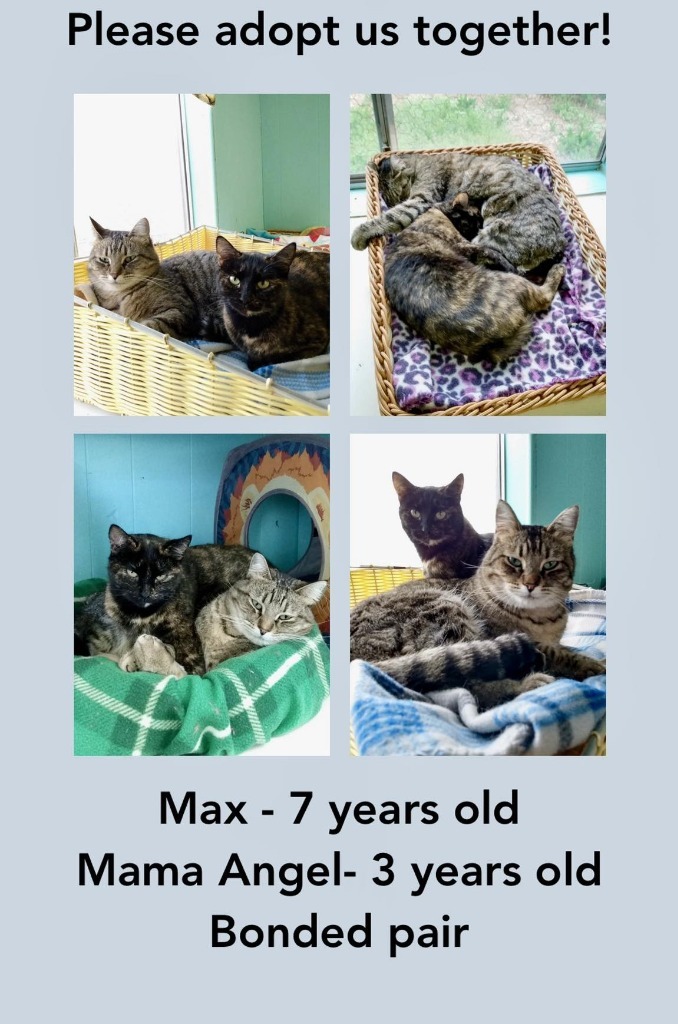Max, an adoptable Domestic Short Hair in Ogden, UT, 84409 | Photo Image 1