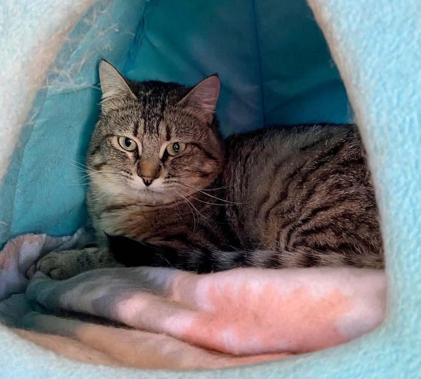 Max, an adoptable Domestic Short Hair in Ogden, UT, 84409 | Photo Image 2