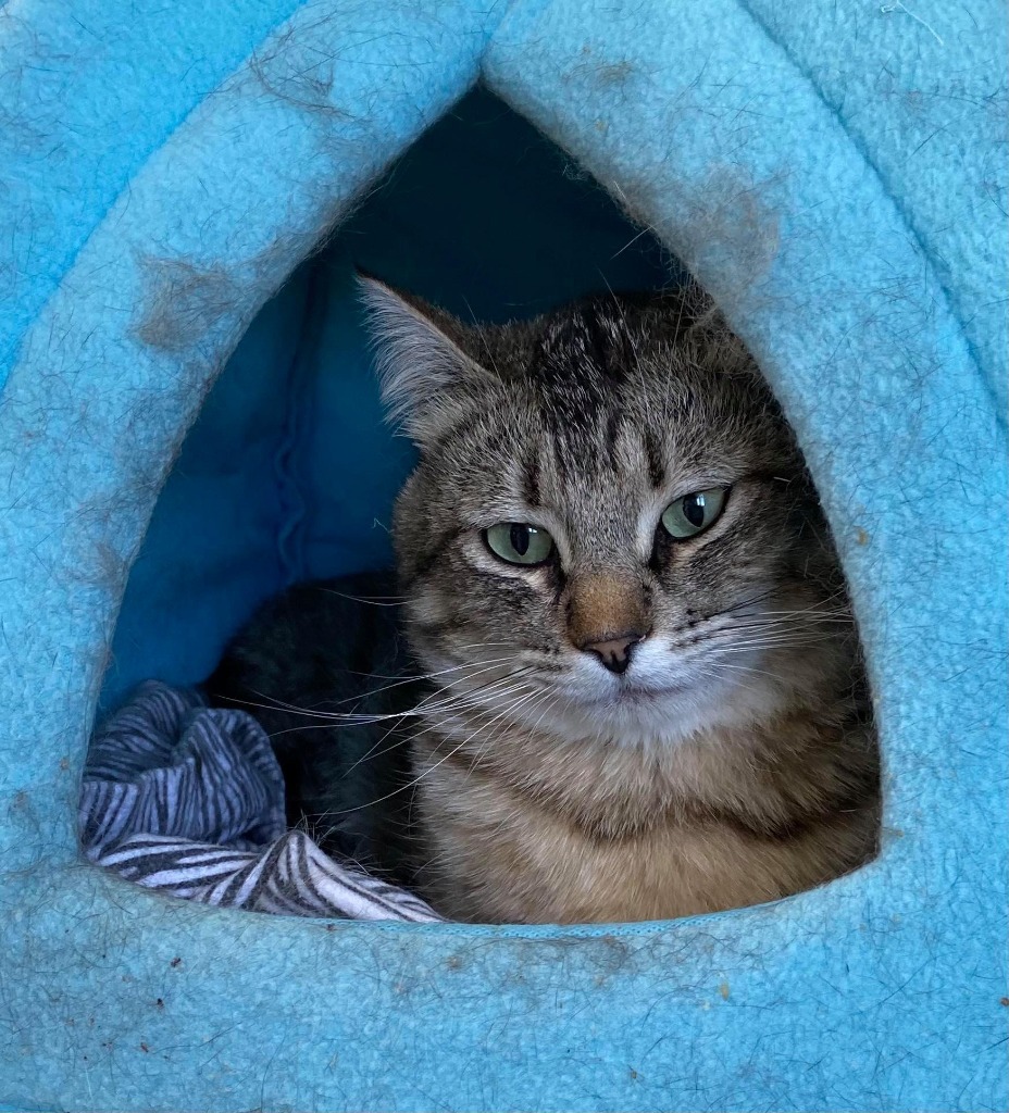 Max, an adoptable Domestic Short Hair in Ogden, UT, 84409 | Photo Image 3