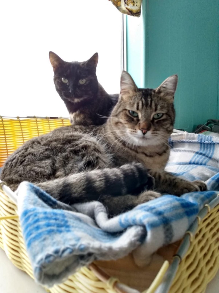 Max, an adoptable Domestic Short Hair in Ogden, UT, 84409 | Photo Image 3