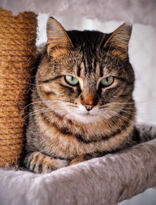 Max, an adoptable Domestic Short Hair in Ogden, UT, 84409 | Photo Image 6