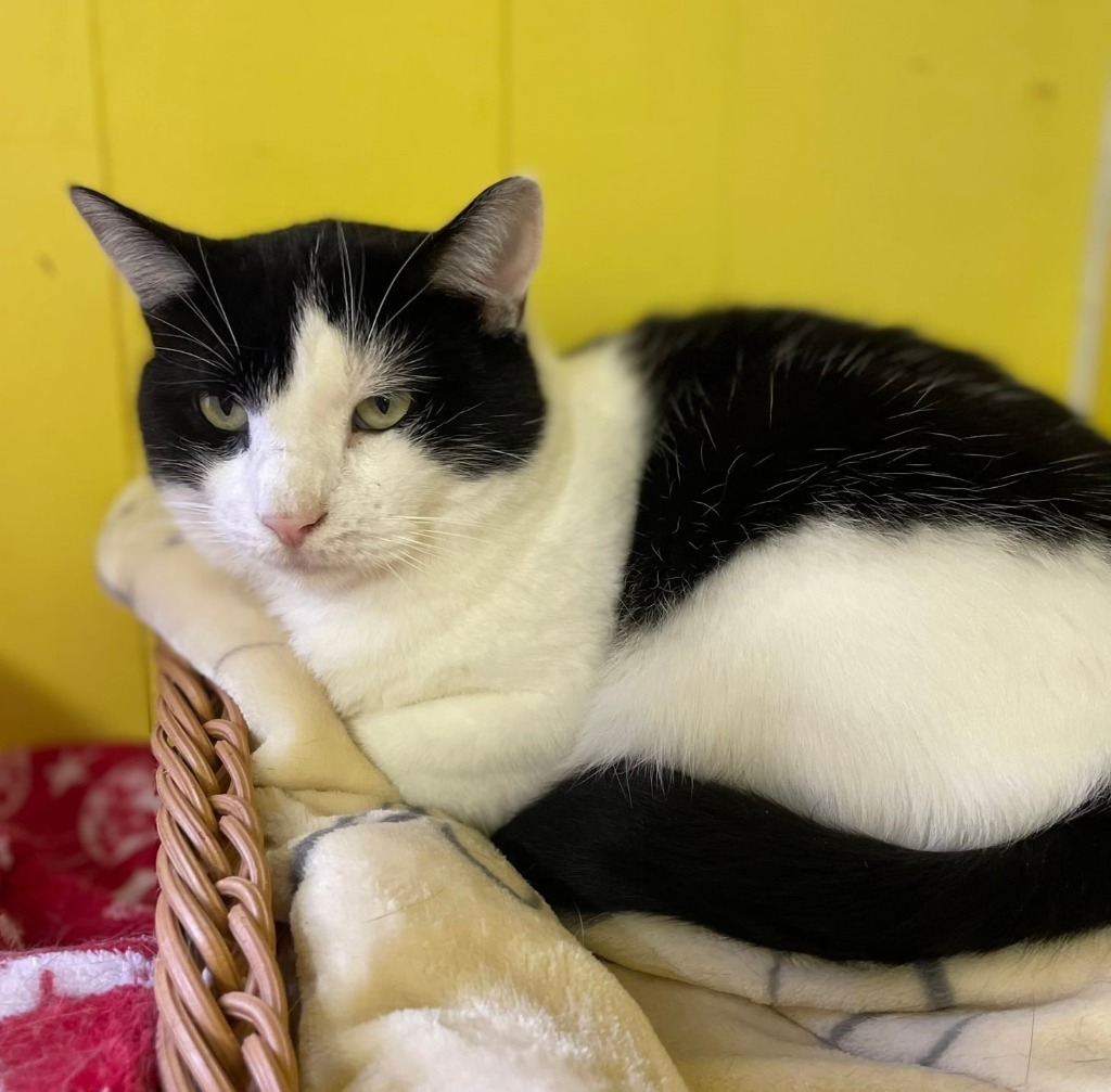 Draco, an adoptable Domestic Short Hair in Ogden, UT, 84409 | Photo Image 1
