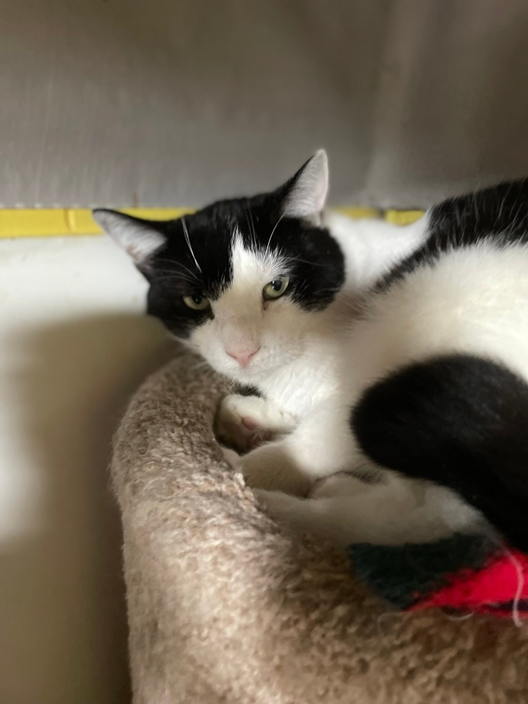 Draco, an adoptable Domestic Short Hair in Ogden, UT, 84409 | Photo Image 3