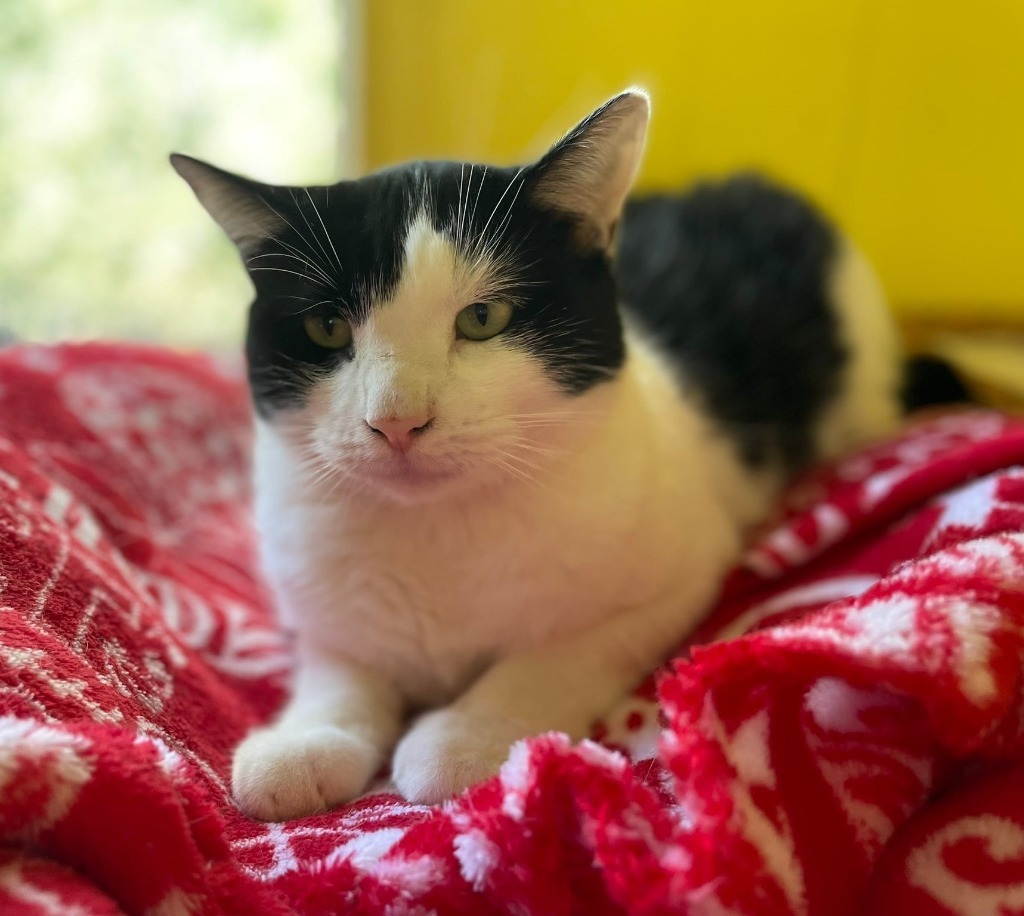 Draco, an adoptable Domestic Short Hair in Ogden, UT, 84409 | Photo Image 4