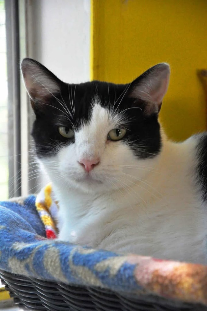 Draco, an adoptable Domestic Short Hair in Ogden, UT, 84409 | Photo Image 5