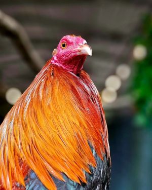 Rooster Haus Rescue has six survivors of cockfighting available for adoption These roosters came to