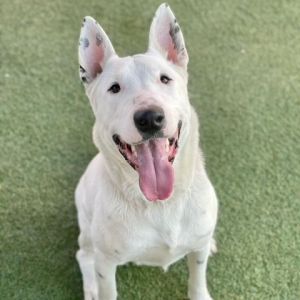 Meet Zeus This energetic sweet boy enjoys his play time and loves showing affec