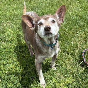 Hi My name is Skipper and Im at the Santa Maria Campus Im a 13 year old male ChihuahuaMix who