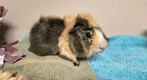 Charlie Guinea Pig Small & Furry